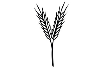 wheat ears isolated on white