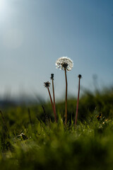 Flor diente de león blanco