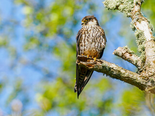 Eurasian hobby perched on a branch in spring setting