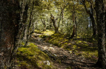 Moss and lichen covered trees in the forest. Bealey Spur Track. Arthur’s Pass National Park....