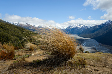 Red tussock grass (Chionochloa rubra) at Bealey Spur Track. Arthur’s Pass National Park....