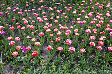 Beautiful tulip flowers blooming in a garden. Beauty tulips in the spring city park. Blur background, selective focus