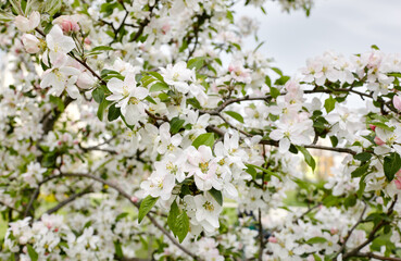 Blooming branch of a apple tree. Flowering apple tree. Soft focus image of blooms tree in spring time