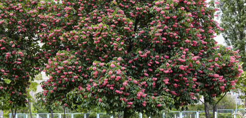 Chestnut in bloom on city street in Kyiv, Ukraine. Red flowers of chestnuts tree in spring time. Selective focus, blurred background