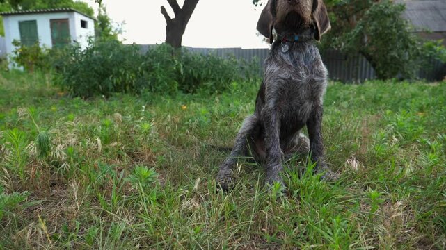 Portrait of cute brown drahthaar puppy sitting on grass at garden. Pretty german wirehaired pointer dog looking into camera outdoor. Beautiful pedigree doggy walking on green lawn. Slow motion