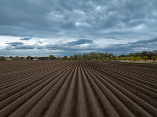 Potato field ready for planting