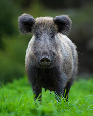 Wild boar portrait in the forest at spring
