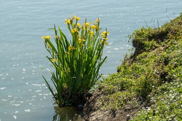 Yellow iris blooming near the shore of a lake in spring