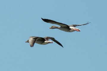 Two greylag geese flying in the blue sky
