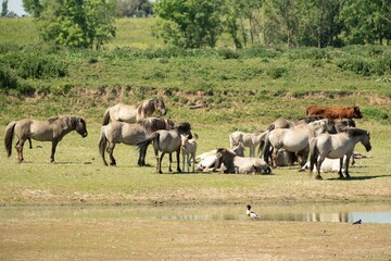 Wild horses grazing by a tranquil pond