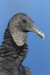 close up of an American Black Vulture