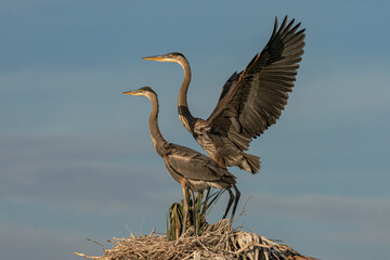 Great Blue Heron fledgling chicks exercising their wings