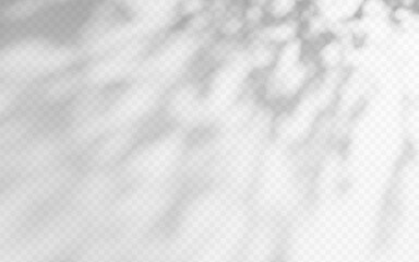 Abstract shadow overlay from tree branch on a transparent background.