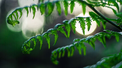 Saison printanière dans la forêt des Landes de Gascogne