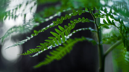 Saison printanière dans la forêt des Landes de Gascogne