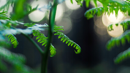 Saison printanière dans la forêt des Landes de Gascogne