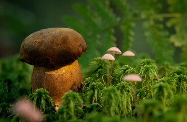 mushroom in the grass