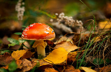 mushroom in the forest