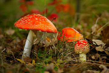 fly agaric mushroom