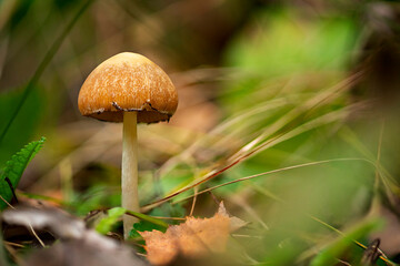 mushroom in the forest