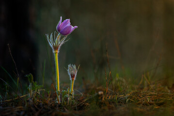 spring crocus flowers
