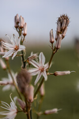 Asphodelus ramosus flowers blossom close-up. White wildflower and buds macro and bokeh photography. 