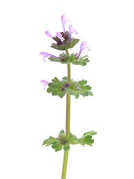 Blooming henbit dead-nettle plant with pink purple flowers isolated on white, Lamium amplexicaule