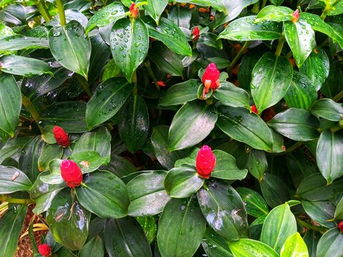Wet foliage of costus woodsonii, the red button ginger of scarlet spiral flag in the garden.