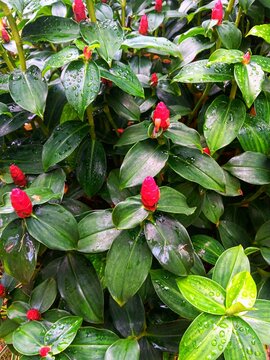 Wet foliage of costus woodsonii, the red button ginger of scarlet spiral flag in the garden.