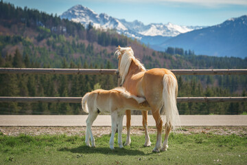 A mare nurses her foal on a sunny pasture with a stunning alpine mountain backdrop, illustrating...