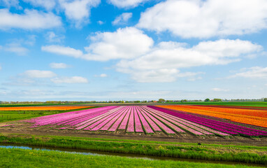 Beautiful tulip fields in spring