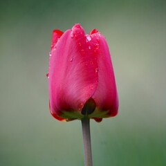 Tulipán rojo con gotas de rocío