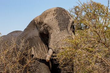 South Africa, Kruger National Park, African Elephant (Loxodonta africana)
