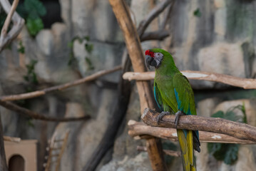 A green Macaw parrot, a bright bird sitting on a branch. Parrot concept, zoo, birds