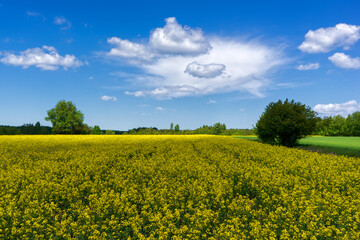 Piękno Krainy Górnej Narwi, Podlasie, Polska