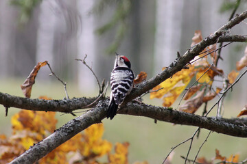 The lesser spotted woodpecker (Dryobates minor) sitting on a branch, natural habitat, golden autumn leaves background.