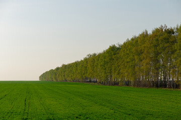 A field of green grass with a row of trees in the background