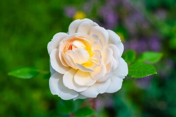 A fresh and vibrant Crocus Rose, its delicate petals opening gracefully against blurred green foliage.