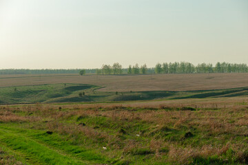 A field with trees and grass