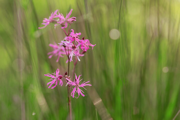 Fioletowe kwiaty firletki na łące, sezon letni tło. © Elżbieta Kaps