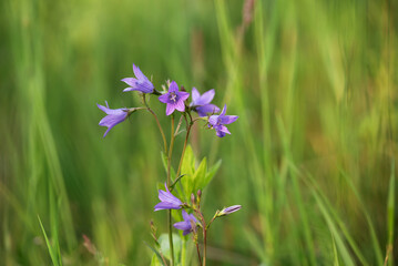 Fioletowe kwiaty dzwonek rozpierzchły na letniej łące.  © Elżbieta Kaps