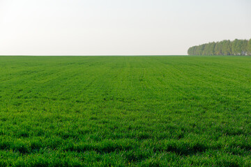 Obraz premium A large field of grass is shown in the image