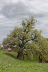 Obraz premium A large tree with green leaves is in the middle of a field