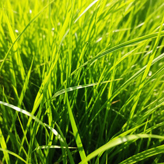 Obraz premium Field of Bright Green Grass in Sunlight