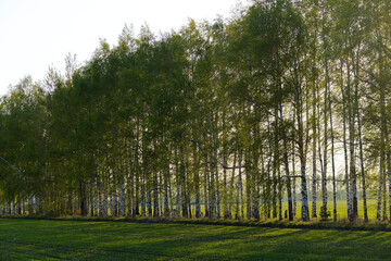 A row of trees with green leaves