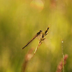 Mała ważka na trawie na letniej łące. 