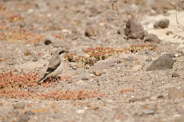 Great grey shrike Lanius excubitor koenigi after swallowing a American cockroach. Las Palmas de Gran Canaria. Gran Canaria. Canary Islands. Spain.