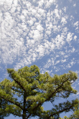Obraz premium Canopy of a Canary Island pine Pinus canariensis and cloudscape. Integral Natural Reserve of Inagua. Gran Canaria. Canary Islands. Spain.