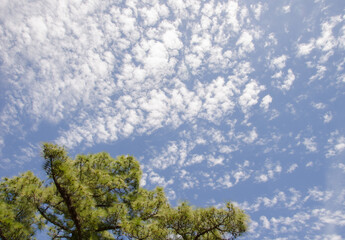 Obraz premium Canopy of a Canary Island pine Pinus canariensis and cloudscape. Integral Natural Reserve of Inagua. Gran Canaria. Canary Islands. Spain.