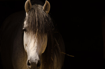 Horse inside a stable. Arguineguin ravine. San Bartolome de Tirajana. Gran Canaria. Canary Islands....